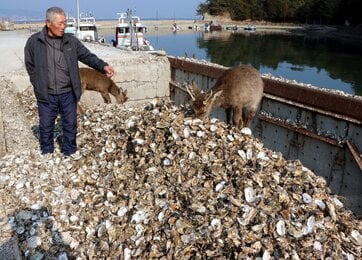 【広島】「これほど死んだの経験ない」 宮島のカキが大量死、海水温上昇が原因　祭りも中止に　廿日市市